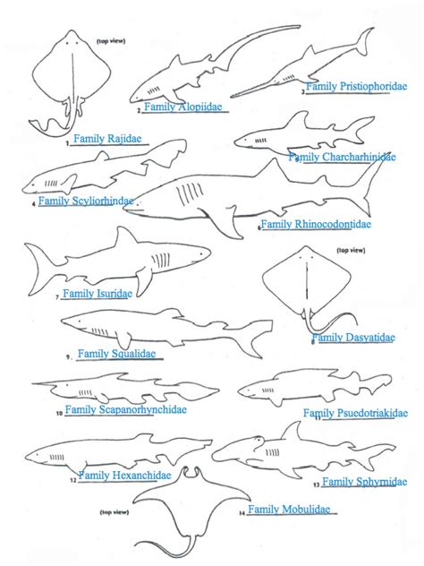 How Does a Shark Dichotomous Key Work?